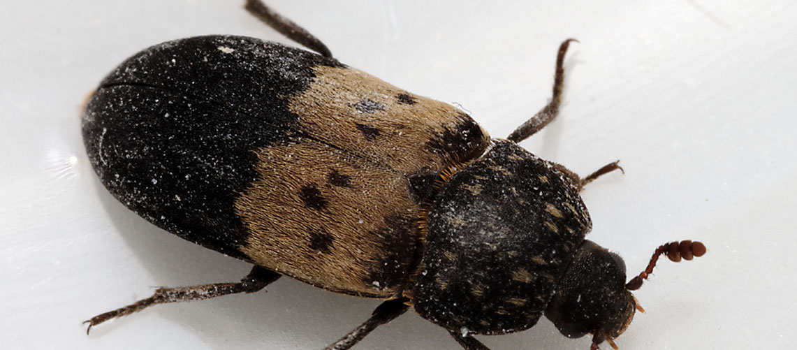 Deri Böceği İlaçlama